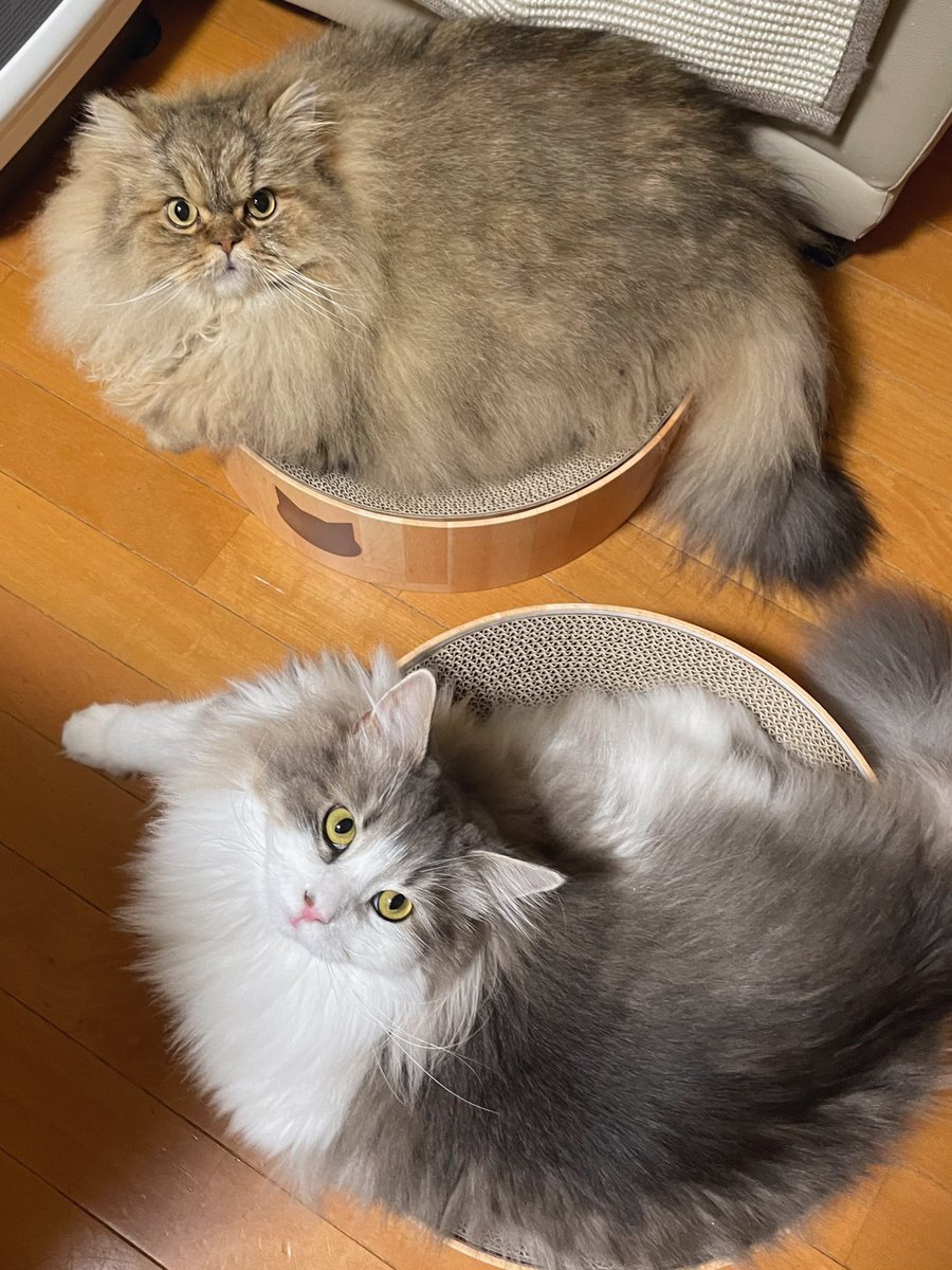 Peterthe3rd_k's tweet photo. おはようございます☀
まったりお猫ず https://t.co/UyNBLTD0Gr