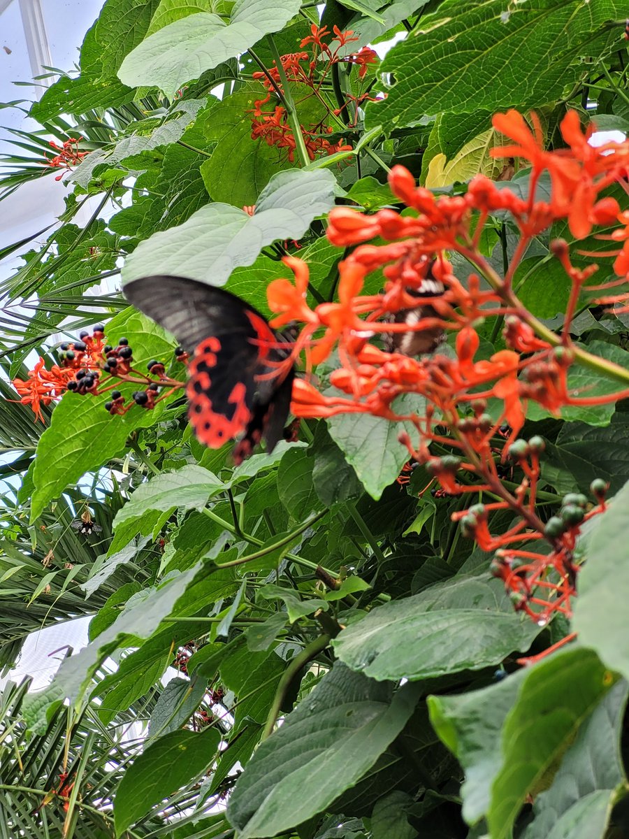 Renan Levine tweet media