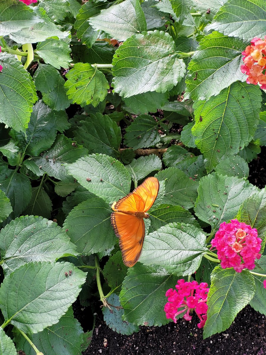 Renan Levine tweet media