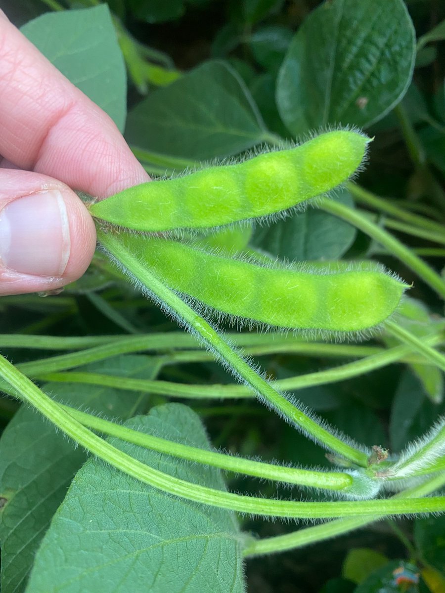 NervigMatt's tweet photo. Gotta love when a customer sends you a picture like this all excited about his potential yield from his #bwfusion program. #bwdifference #betterbiology https://t.co/T76XxQE5LM
