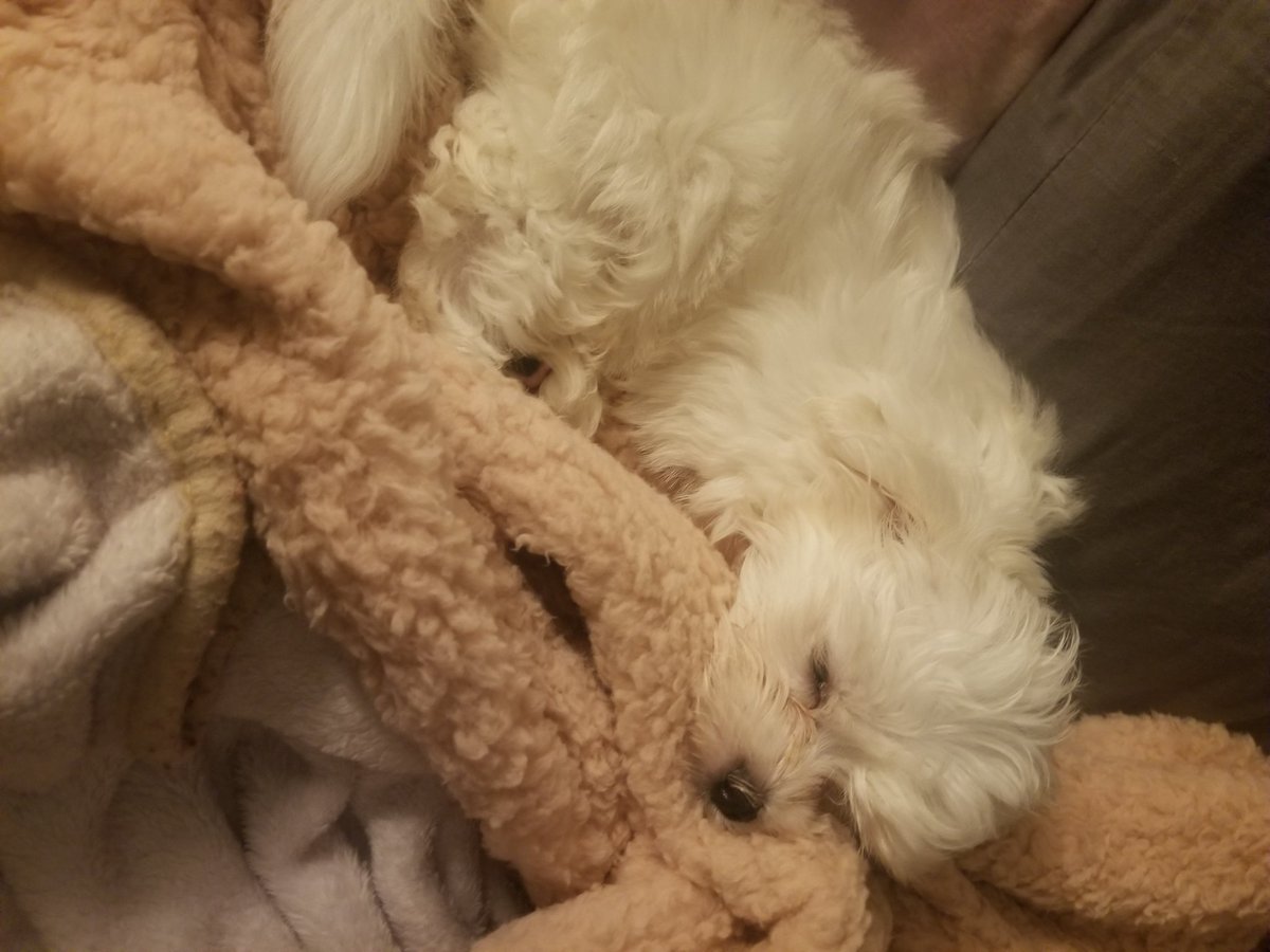 CrystalLewis's tweet image. I got my very first dog today. A 9-week-old Maltese that I've named Joy. We became best friends the moment we met-- instantly inseparable. I'm so glad he's here, even if he *is* on my side of the bed. ❤