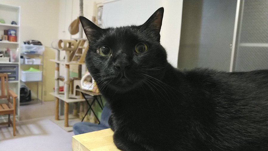 ねこのひみつ基地 東京にある猫カフェ 子猫のへや