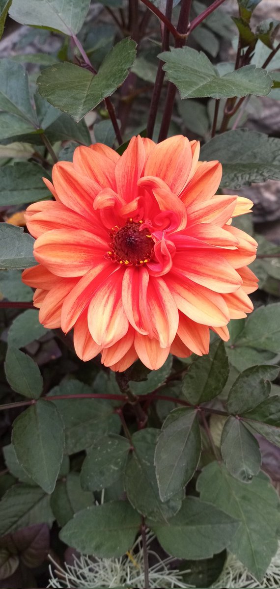 Aurora1177's tweet photo. Like wildflowers; You must allow yourself to grow in the places people thought you never would. https://t.co/m4QK0tmdnP
