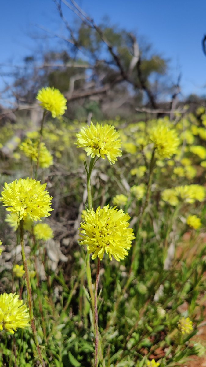 Returned home from some time off with a phone full of flowers
🏵️🌼💮🌸
Spring is slowly creeping south in Western Australia
#YamatjiCountry