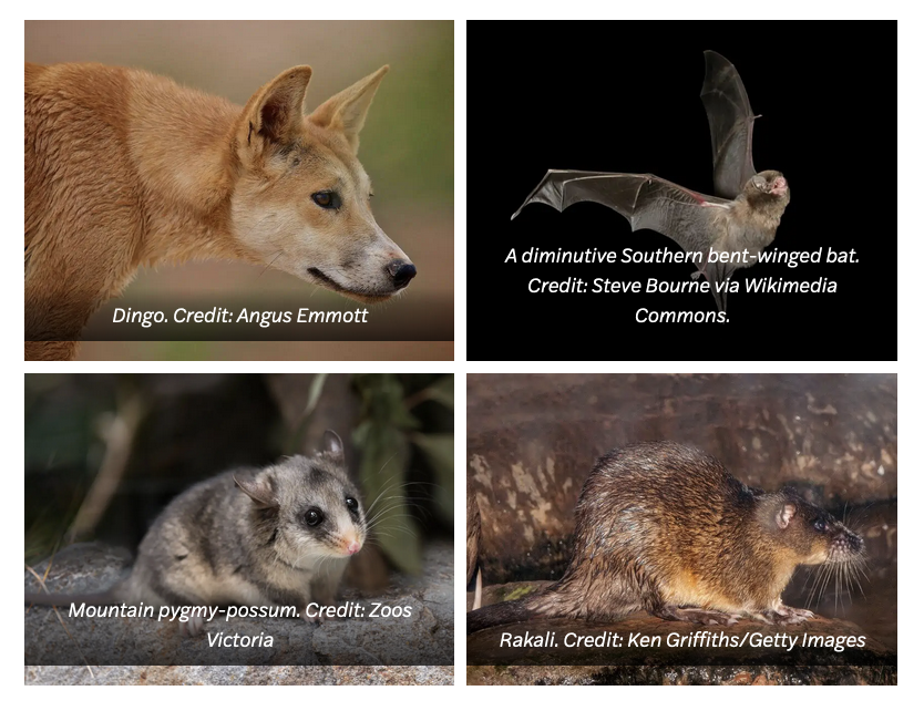 EuanRitchie1's tweet photo. Sadly the wonderful Gilbert's potoroo has hopped off into the sunset. Australia's most endangered marsupial needs far more support, but thank you for all in @gilbertspotoroo, &amp; others, fighting the good fight!

Four remain in #AusMammalOfTheYear. 

Vote 👉 https://t.co/4IJ8B6cG5Q https://t.co/aWg6uV63Tt