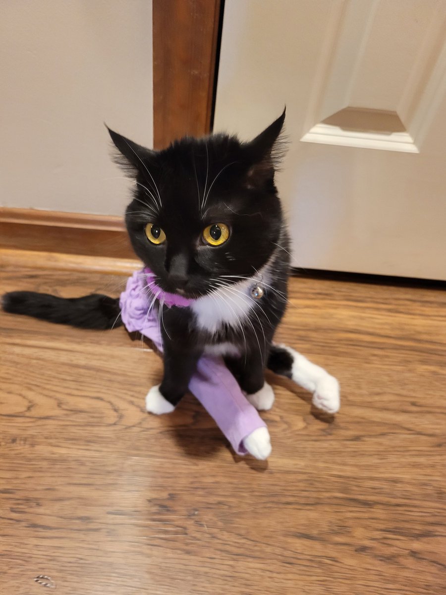 FlowerFancyPant's tweet photo. Dis is me wiff my wuffle-butt pants!! Gammie say my purple pants are berry pwetty! https://t.co/6DVp3fvdl6