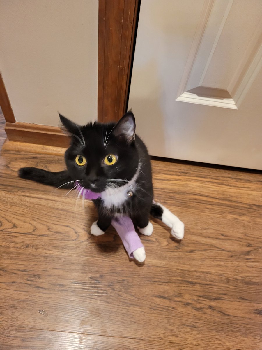 FlowerFancyPant's tweet photo. Dis is me wiff my wuffle-butt pants!! Gammie say my purple pants are berry pwetty! https://t.co/6DVp3fvdl6