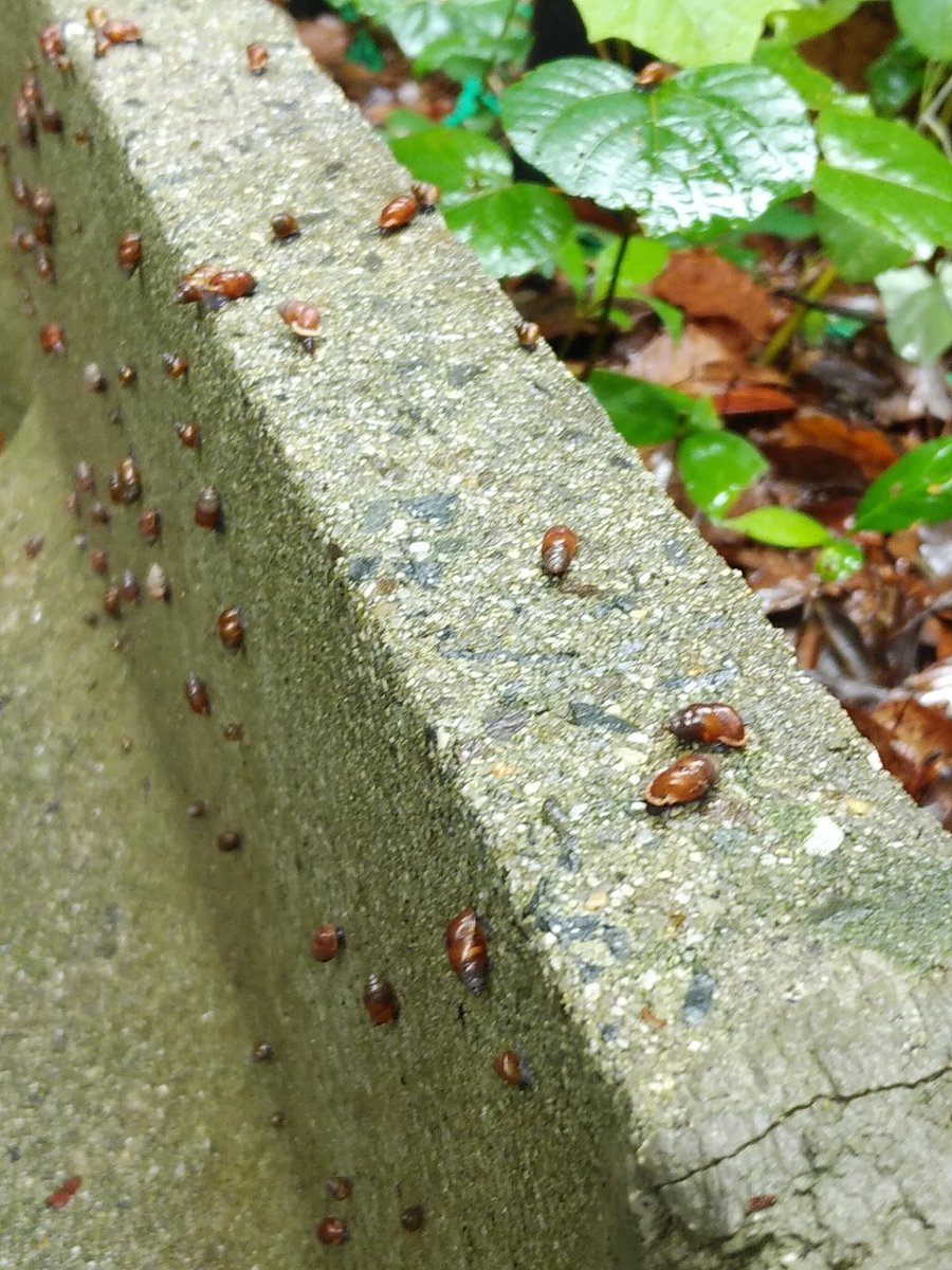 Acleris あくれりす Acleris Page 9 Twilog