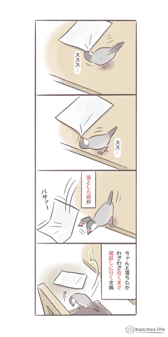 遊びで床に落とした紙は、落ちたこたを確認したい文鳥
#文鳥
#bunchoslife 