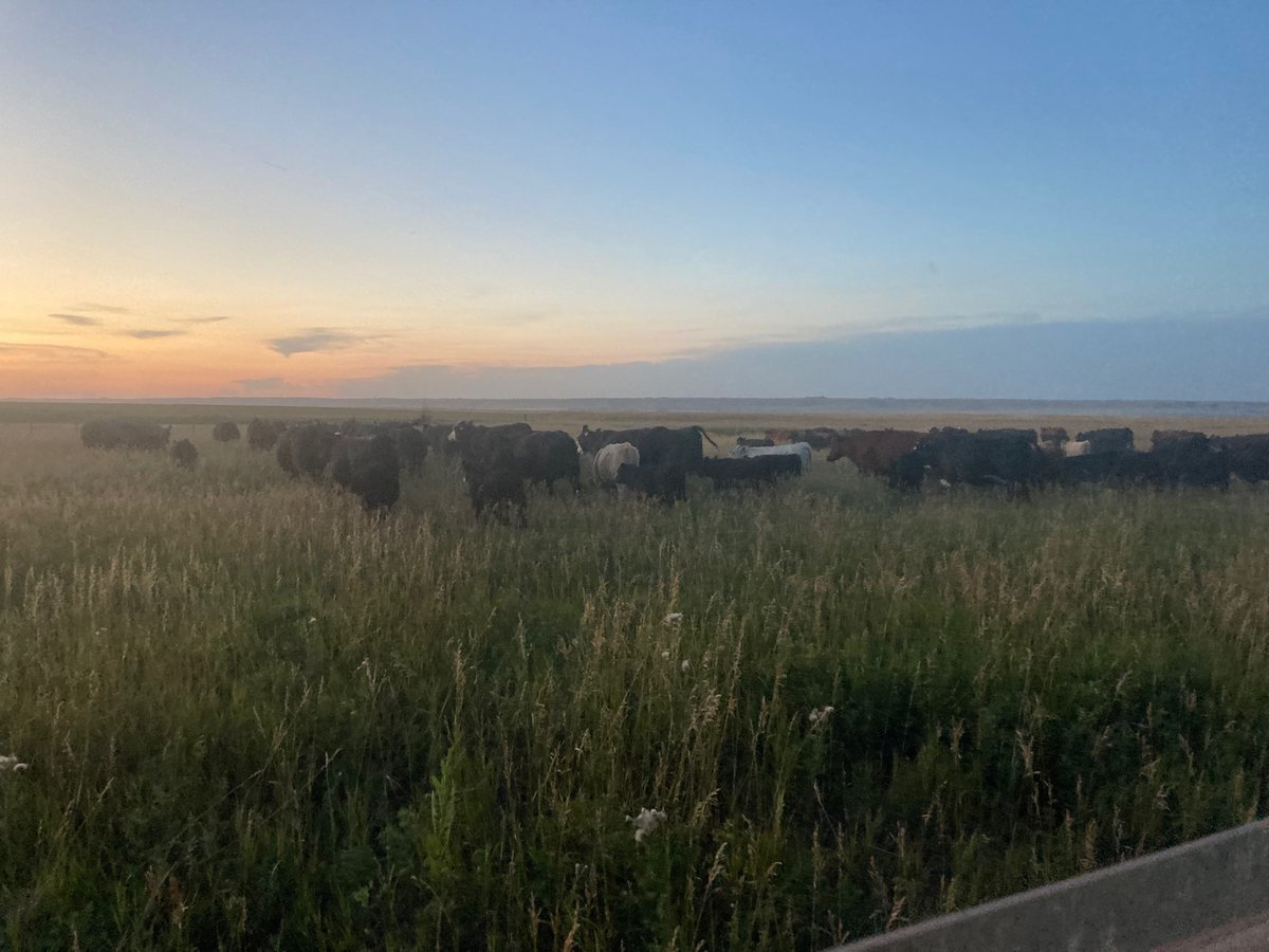 They move nicely on a cool evening!