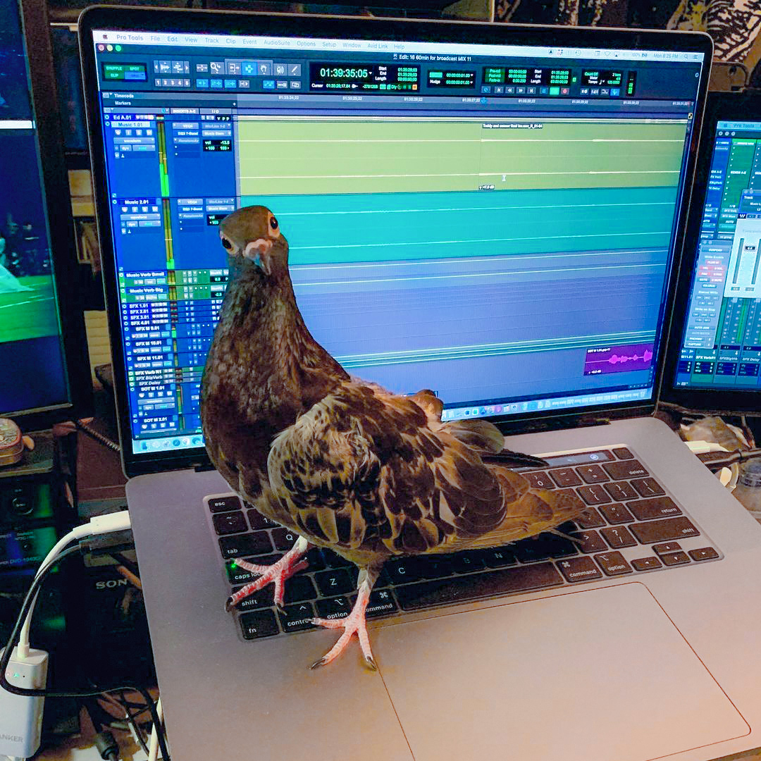 AvidProTools's tweet photo. 🐦 Flying faders
📷 https://t.co/9RSTocMfFO
▶️ https://t.co/LNIgmkN0JV
#flyingfaders #bird #pigeon #mixing #recording #audioengineer #protools #avid https://t.co/bDfXhK5sV1