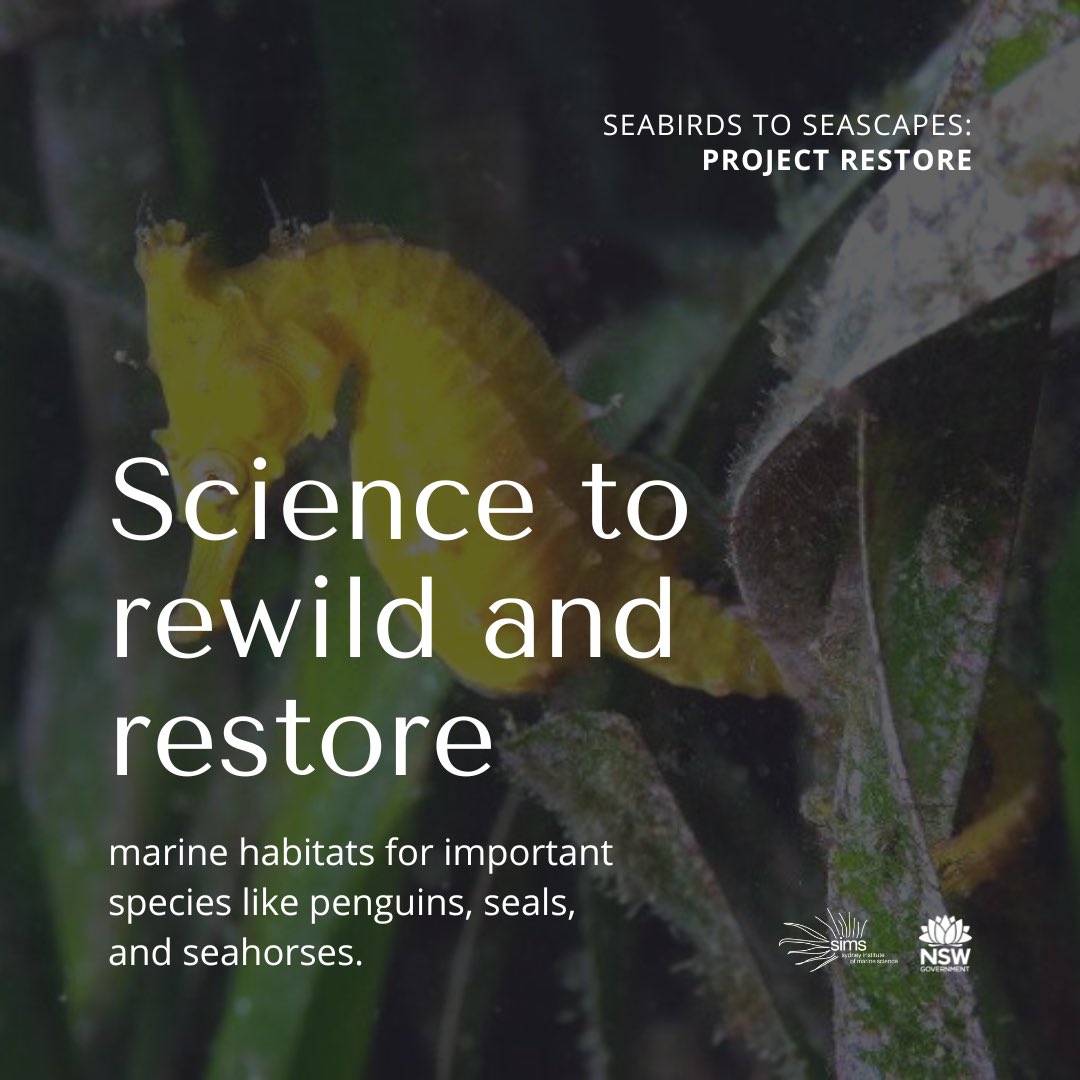 Our ambition is to understand the inter-connectivity and benefits of restoration at a holistic level, and our hope is that our template for seascape restoration can be then used throughout NSW and further abroad.