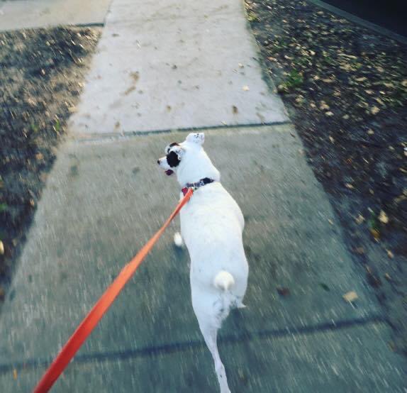 abbeylynnmangus's tweet photo. Today we walked all over for #StepsForStrays! Excellent cause that helps homeless animals. Animals are always near to my heart. #virtualfundraiser #healthypaws #mollyonthemove https://t.co/yzP5bFuq9Q