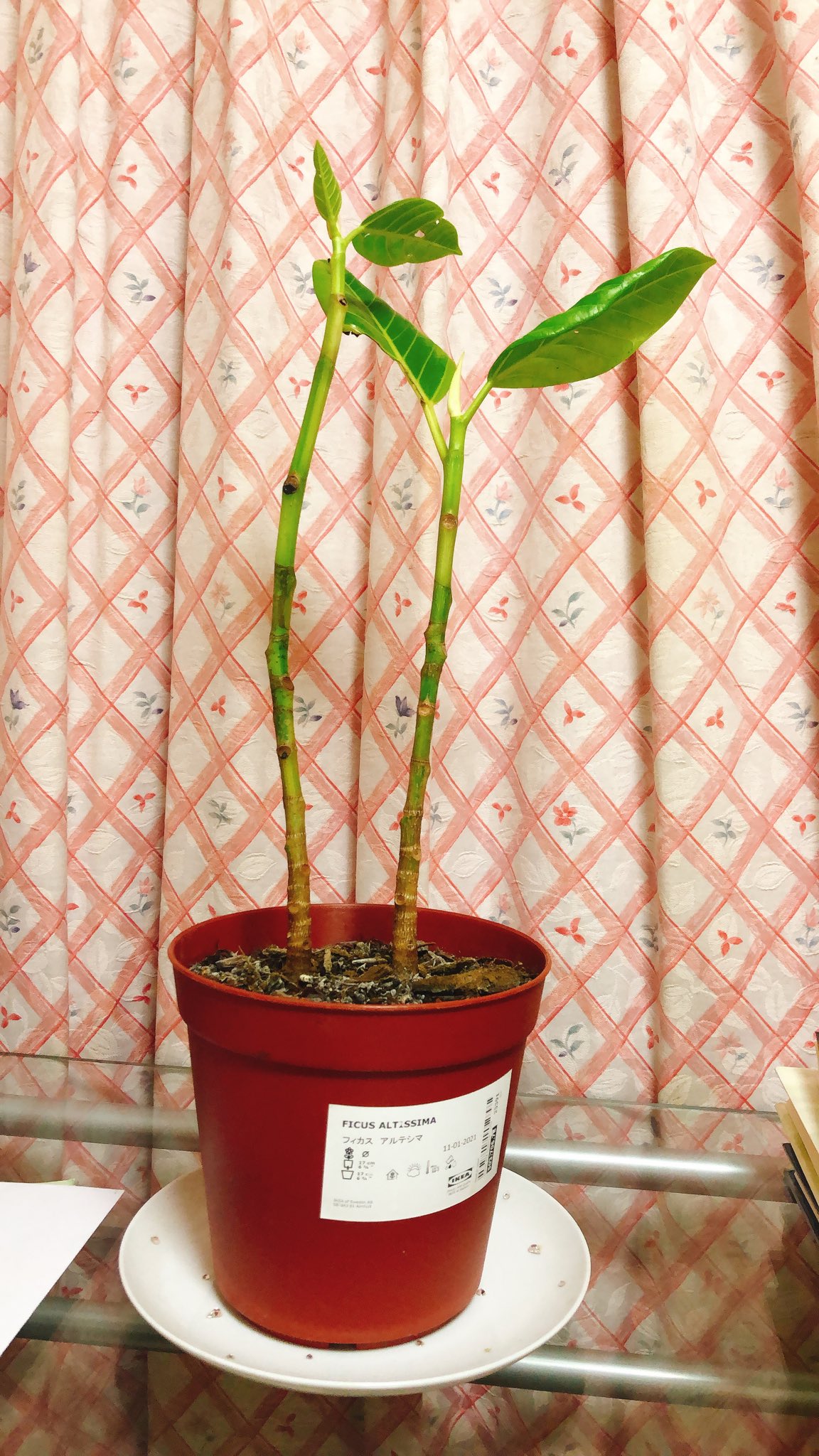 تويتر Aya Sakamoto على تويتر ペーター フィカス アルテシマ の植え替えをしました ウチに来た時と比べて 写真2枚目 大きくなったなぁ 根づけよー大きくなれよー T Co K9o8yhkdvm