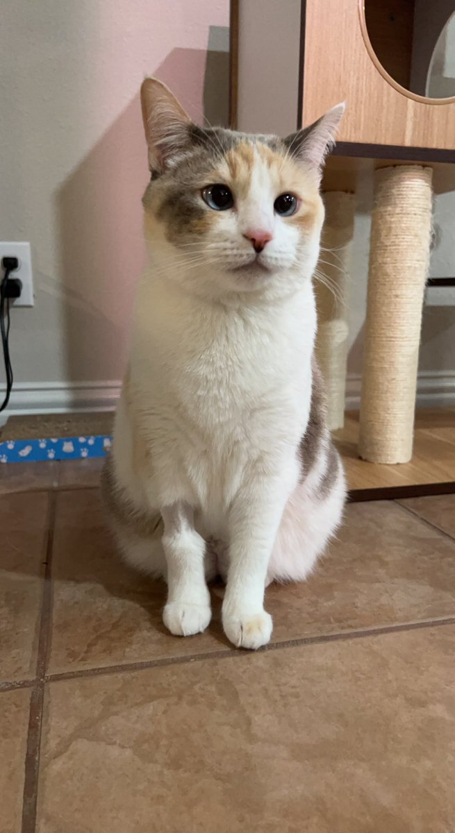 fatfatpankocat's tweet photo. Nice at home horrible at the vet https://t.co/hhT7rYvr8L