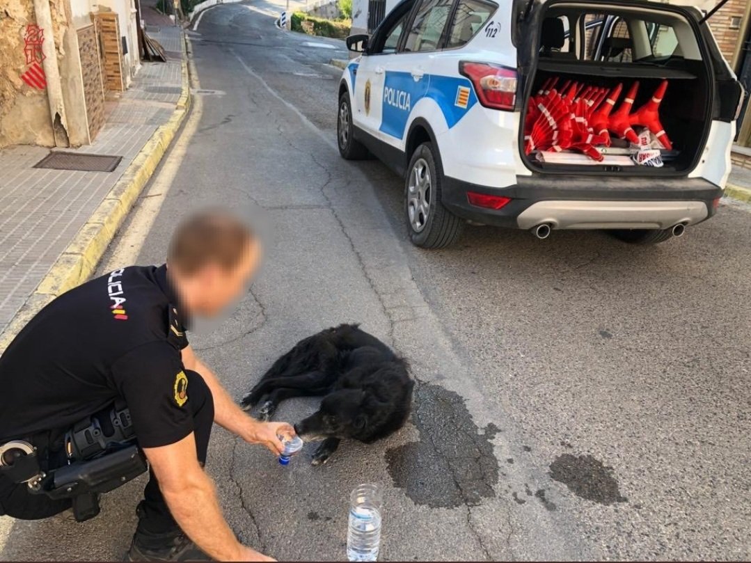 Un policía nacional hidrata a un perro tumbado en el incendio de Bejís #IFBejis. Gestos que van más allá de la vocación por ayudar. 👏