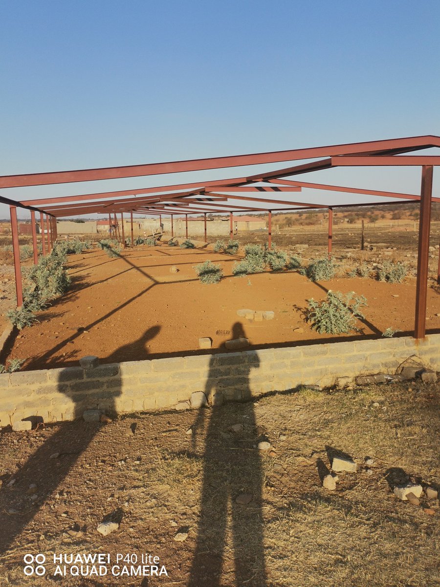 Siya Maliza tweet media