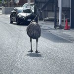 道端に佇んでいるのはエミュー!？嘘みたいな本当の話。