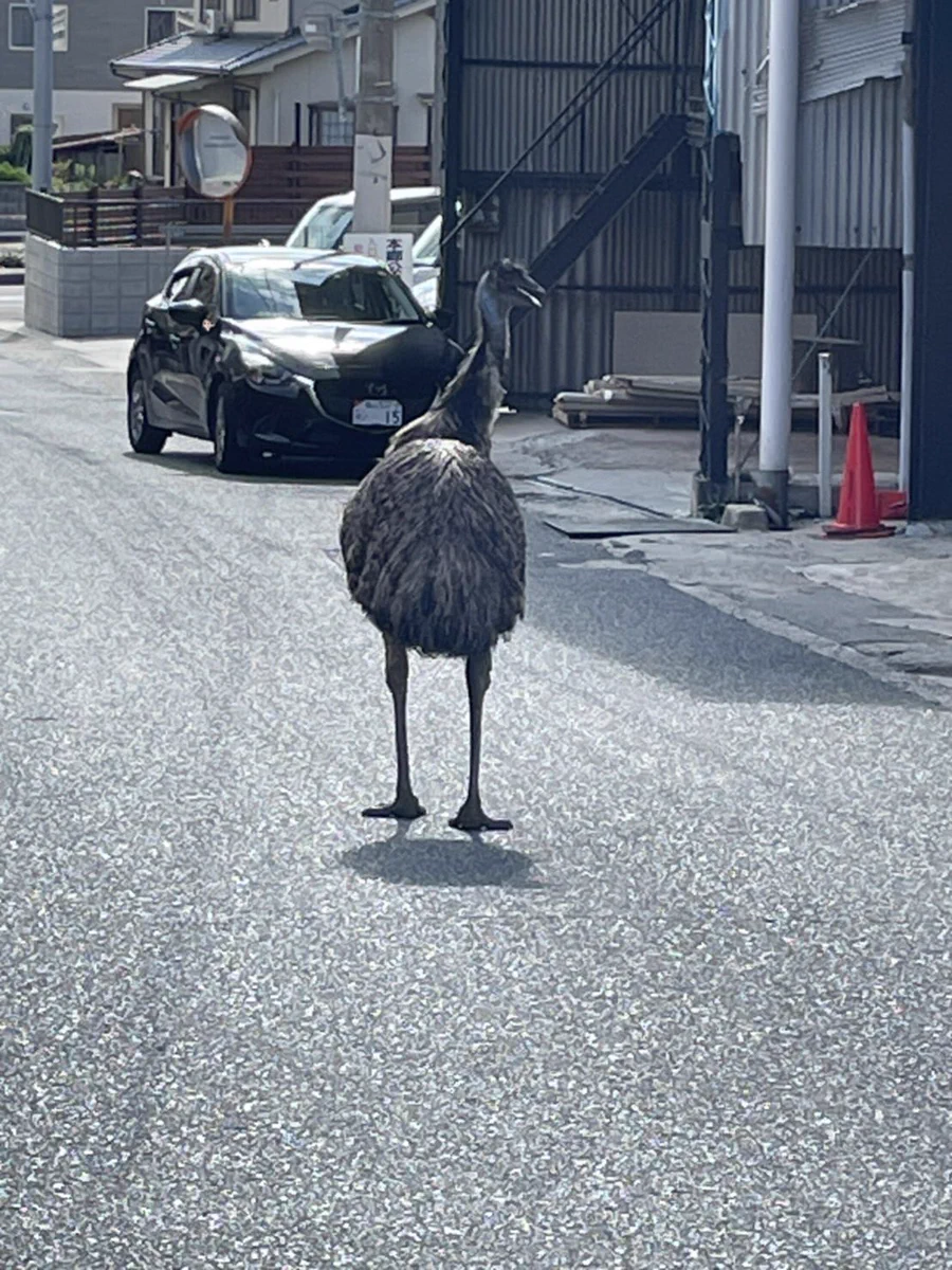 道端に佇んでいるのはエミュー！？嘘みたいな本当の話。