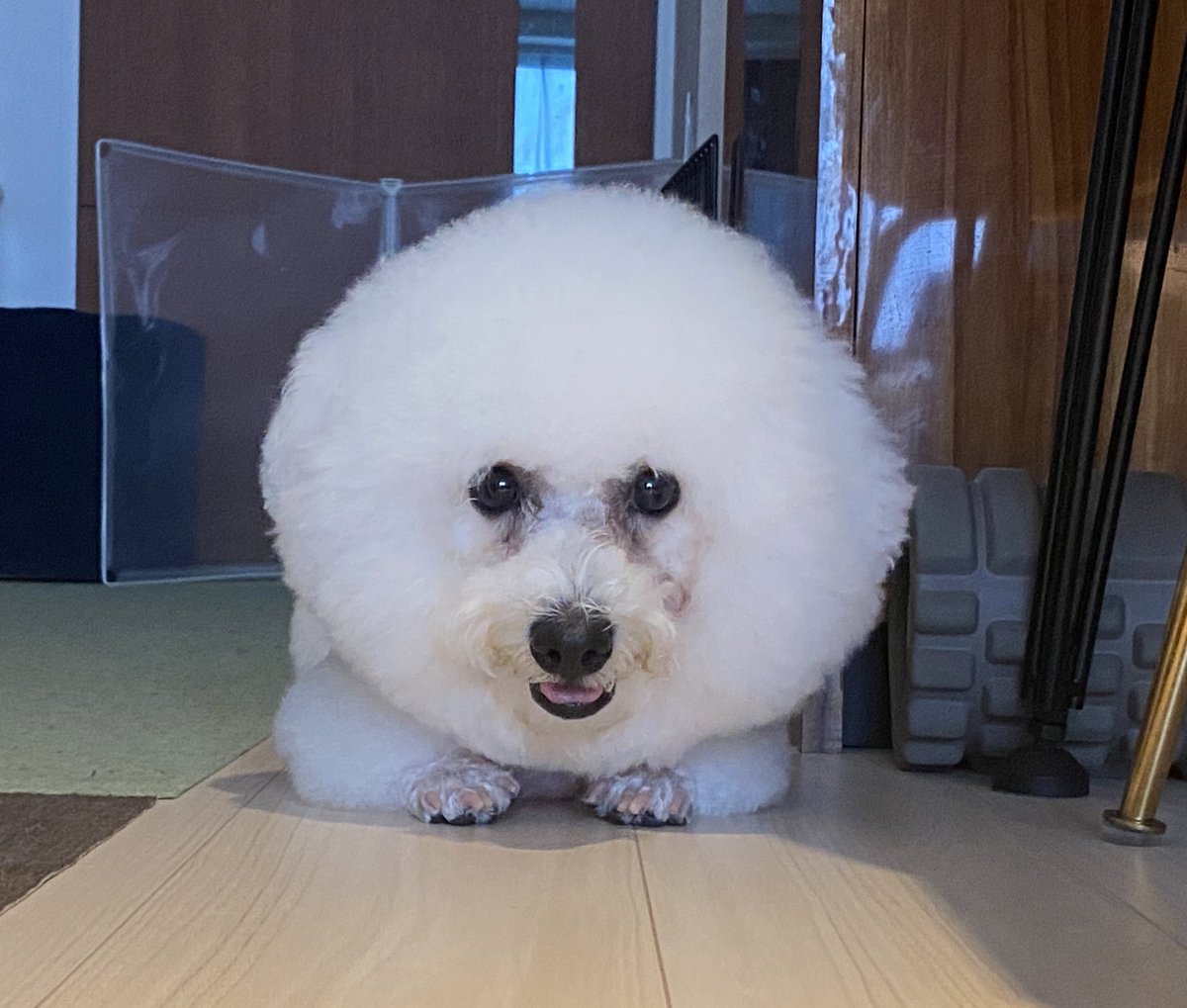 tmhamano's tweet photo. 犬アカウントじゃないけど
これはさすがに可愛かったので、、、
うちの1歳になる☁️です。
トリミングしたての☁️です。
ほぼアザラシで家に帰ってきました🦭 https://t.co/XOwN34P1TT