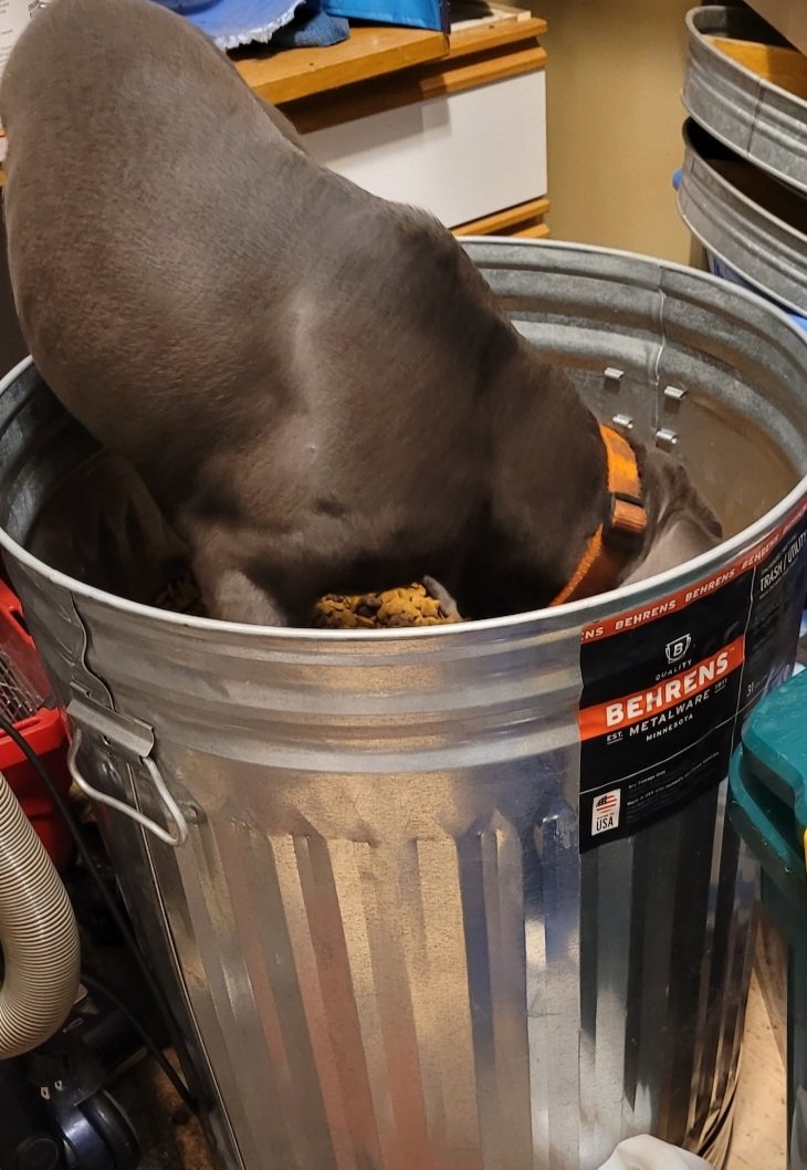 A New an improved self feeder. Lol leave it up to Mr Frankie . This is what happens when I forget the lid off the feed can .