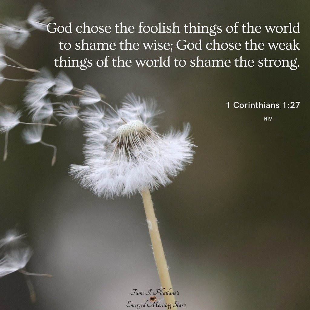 EMorning_Star's tweet photo. tipemsverses: 1 Corinthians 1:27
Comment, share a daily shot of Christian verses and gems with a friend to inspire and motivate. 👆❤️🙏🏼🙌🏽

Link @emorning_star
.
.
.
.
.
.
.
.
.
.
.

#biblequotes  #dailybread #motivation #bibleversesdaily #God #godisgo… https://t.co/uAbl8JjUeO https://t.co/R6QDiuhDyd