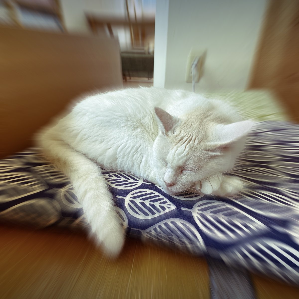 obi_wan_eclipse's tweet photo. #猫式 #cat #ShotoniPhone #Hipstamatic #Penny #Indus19 https://t.co/4K6KqenIXe