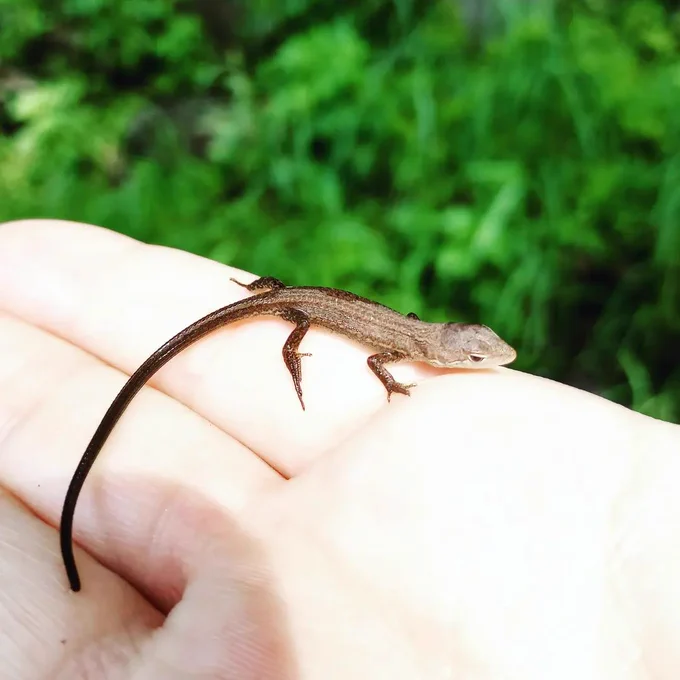 カナヘビ(カナヘビだよね?)いた〜!!すごい可愛いいいいいい 