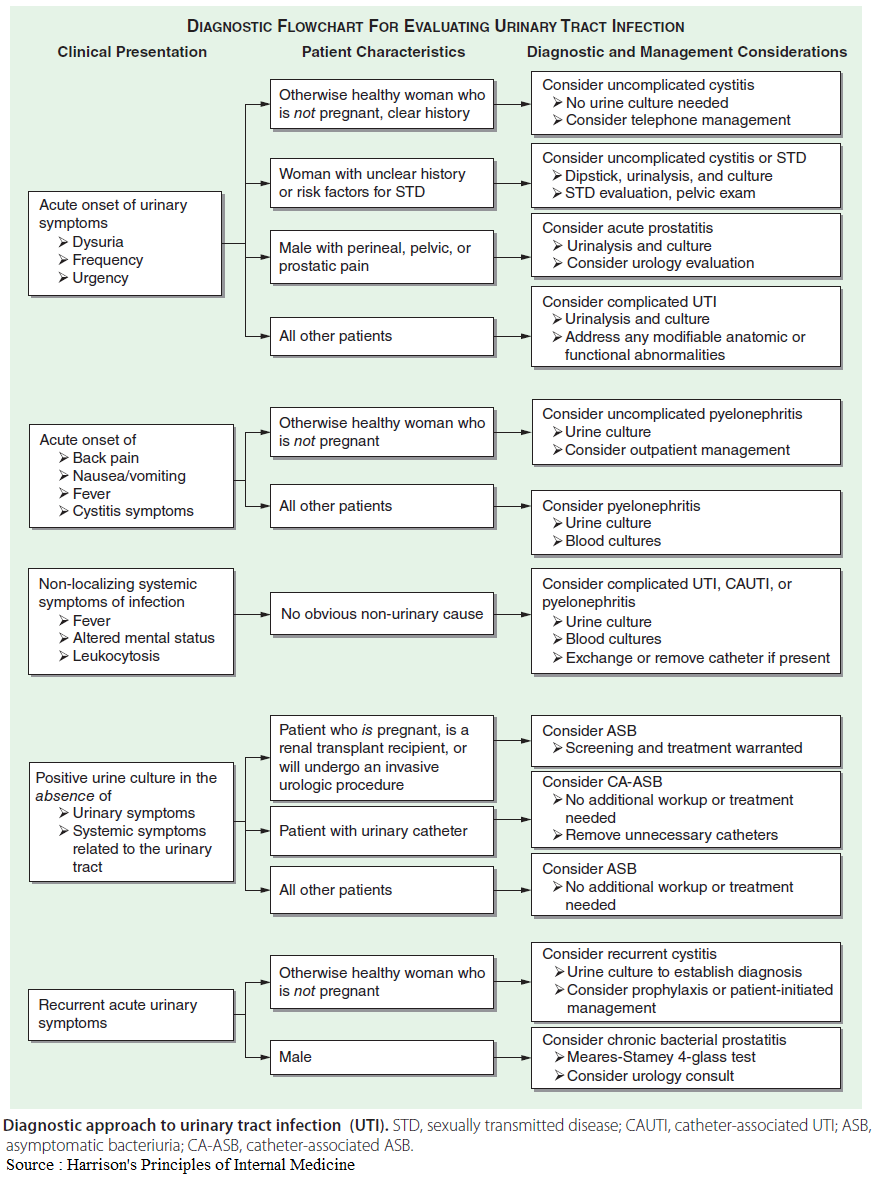imedverse's tweet photo. 🎯Urinary Tract Infection (UTI)

#MedTwitter #FOAMed #MedEd #TipsForNewDocs #medstudenttwitter #Medicare #health #healthcare #ClinicalPearl #clinicaltips #internalmedicine #Pediatrics #infection #urology

Credit1: @PedsCases 
Credit2: Harrison's Principles of Internal Medicine https://t.co/FjJ3AfOS4J