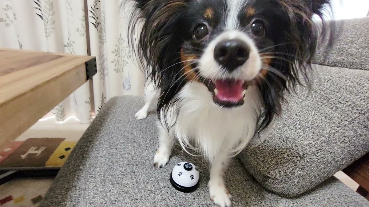 パピヨンとボーダーコリー♡レイルル♡ココママ (@rei0518lulu0801