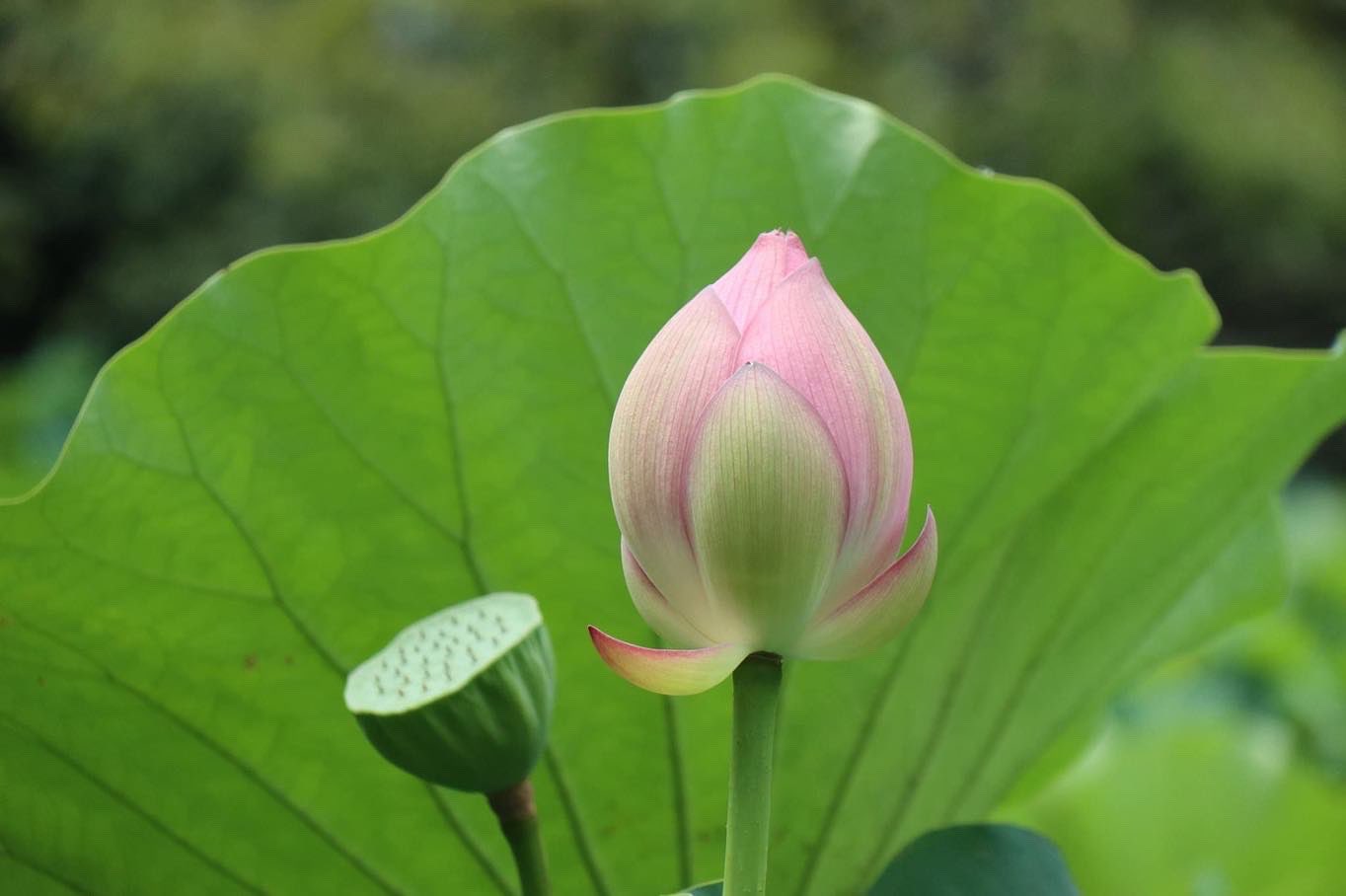 大賀蓮 Twitter 搜尋 Twitter