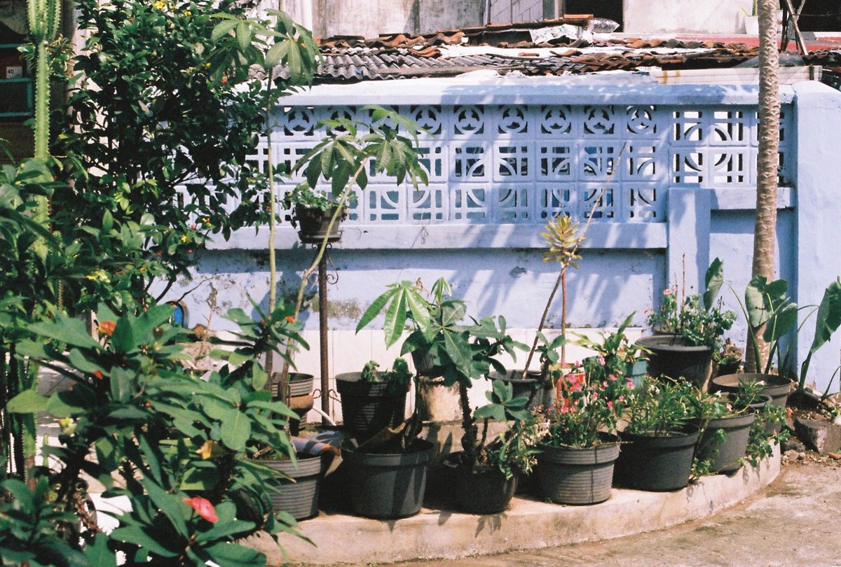 Pagar rumah Meylanu
📷 #ricohxr500 
 🎞 #fujisuperiaxtra400 
#indo35mm #35mm