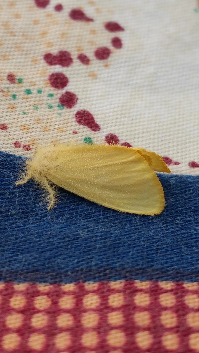 A moth,
On a cloth

This moth which I believe is a tussock moth decided to take nap on this cloth

#PhotoOfTheDay #photographer #Photos  #moth #insect #MyPhoto #TwitterNatureCommunity #TwitterNaturePhotography 
#entomology #naturefriends #insects #sundayvibes