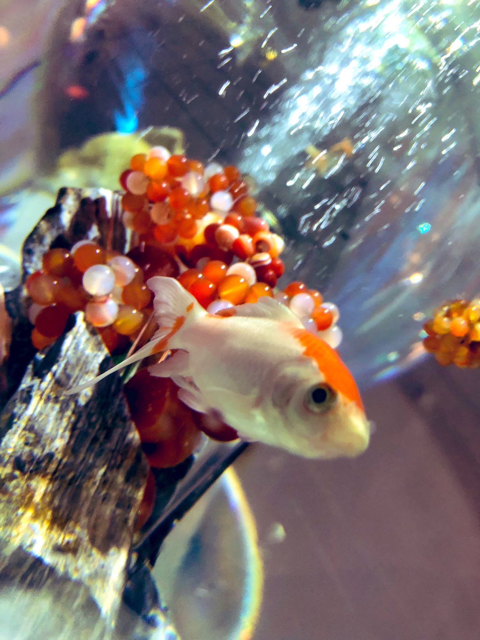 底辺風俗嬢 昨日生理休暇で担当と金魚ミュージアムいってきたんやけどみんなの願いが切実過ぎておもしろかった 金魚ミュージアム T Co Jbfh15fgq6 Twitter