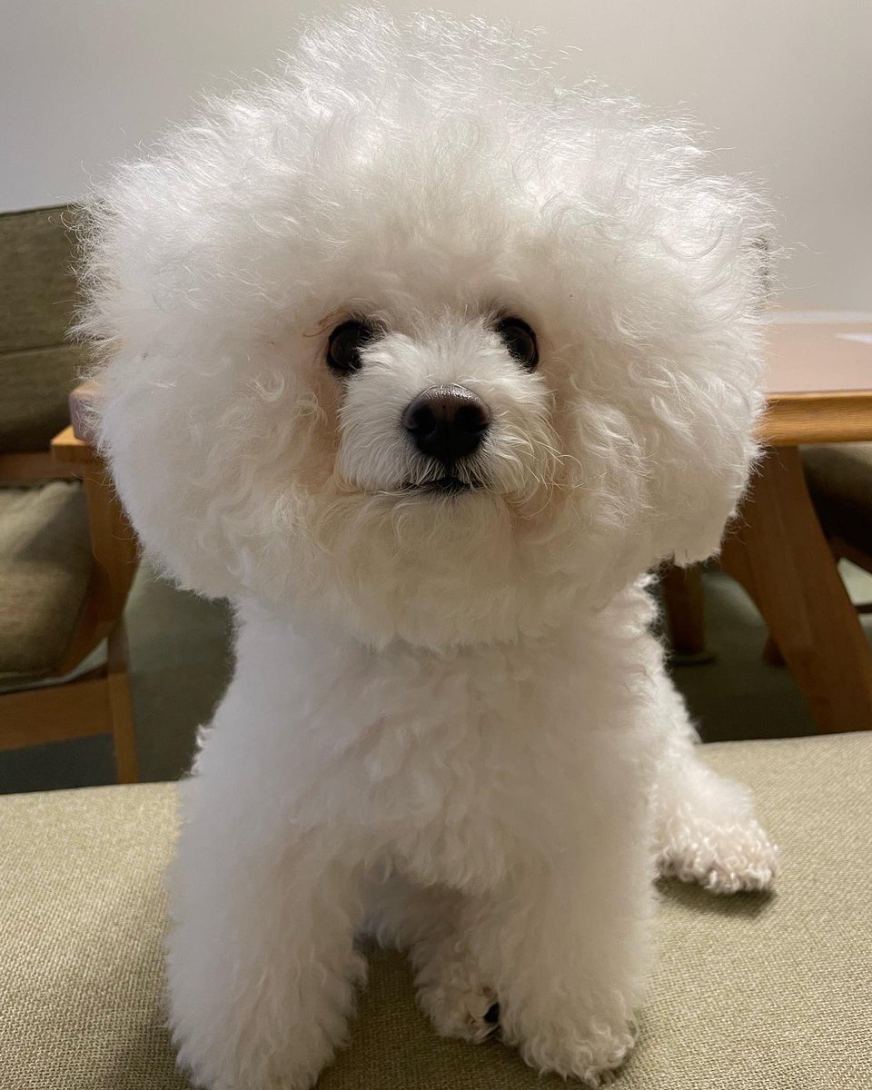 yukimaruuuu4's tweet photo. 耳出してみたー💕

可愛い❤️💕

トリマーさん凄いな

#ビションフリーゼ
#ビション
#bichonfrise
#bichon
#dogstagram  #bichon_love  #bichon_life #もふもふ　#いぬのいる暮らし  #しろ命　#もふもふ部　#いぬすたぐらむ   #いぬの気持ち #アフロ犬 https://t.co/OfEvBW1roY