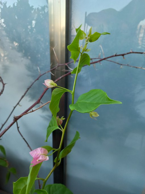 lunarscp's tweet photo. Morning joy.
Finally, my beautiful bougainvillea! 🌸

#personalmuseum https://t.co/evYBIfUcGX