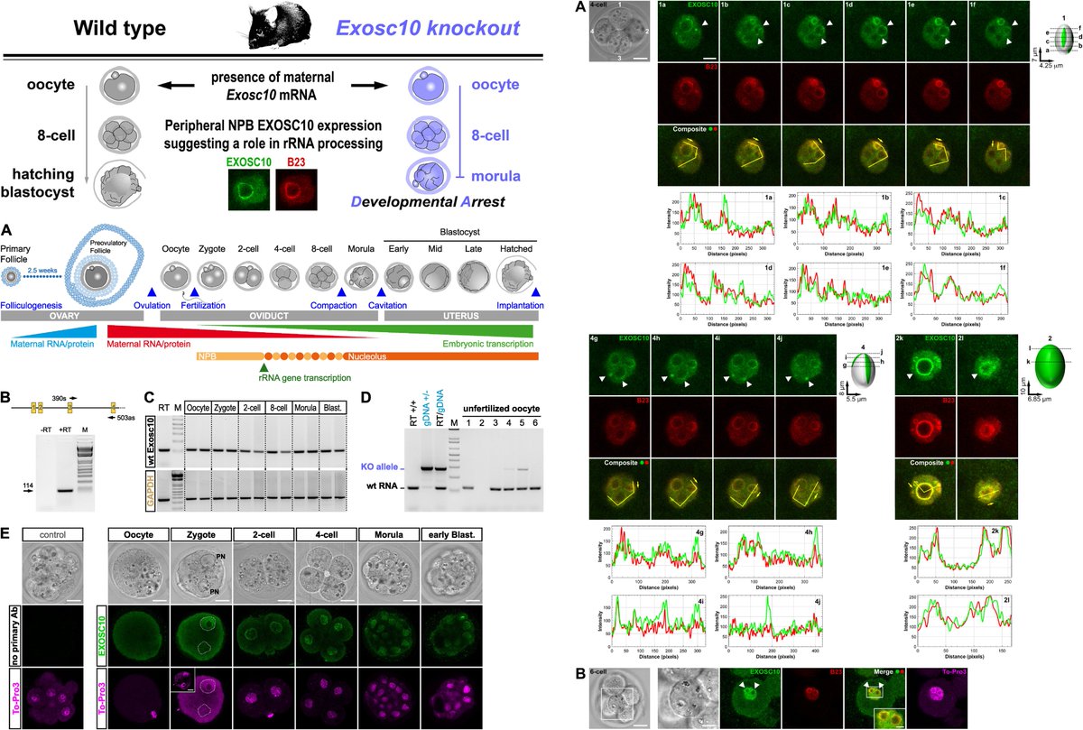 #DBfeature #Morula

EXOSC10/Rrp6 is essential for the eight-cell embryo/morula transition
by Fabrice Petit, Michael Primig et al

"Exosc10−/− mutants arrest at the eight-cell/morula transition prior to formation of the blastocyst"

sciencedirect.com/science/articl…