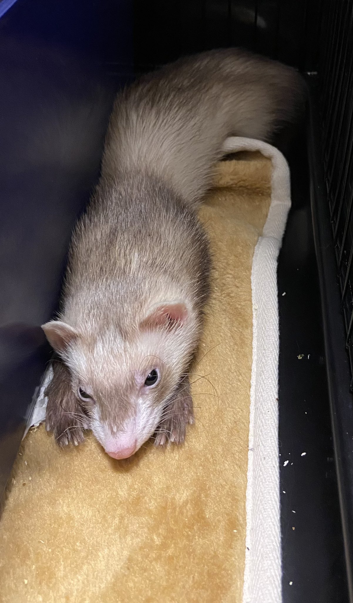 Same フェレット かわいい 可愛い 可愛い生き物 可愛いは正義 かわいい動物 寝起き T Co J4y4nykqrq Twitter