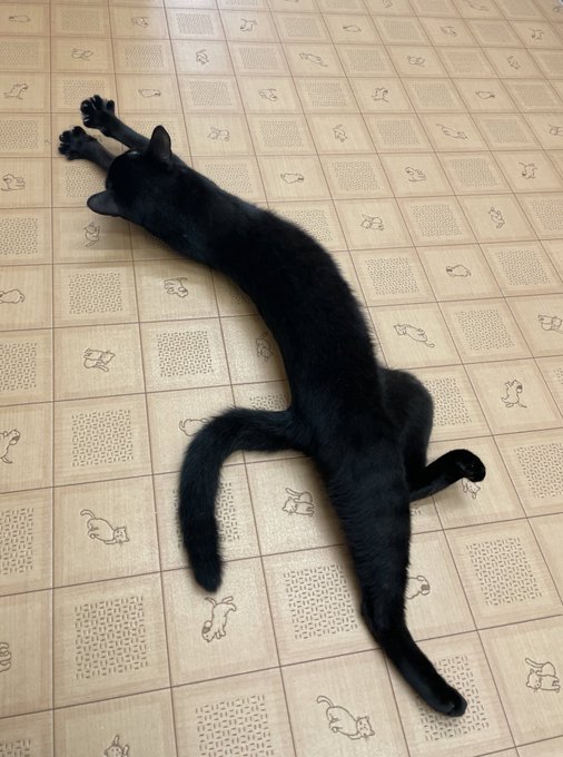 アニメみたい 黒猫兄妹のクセ強めなポージングに抱腹絶倒 Yahoo Japan