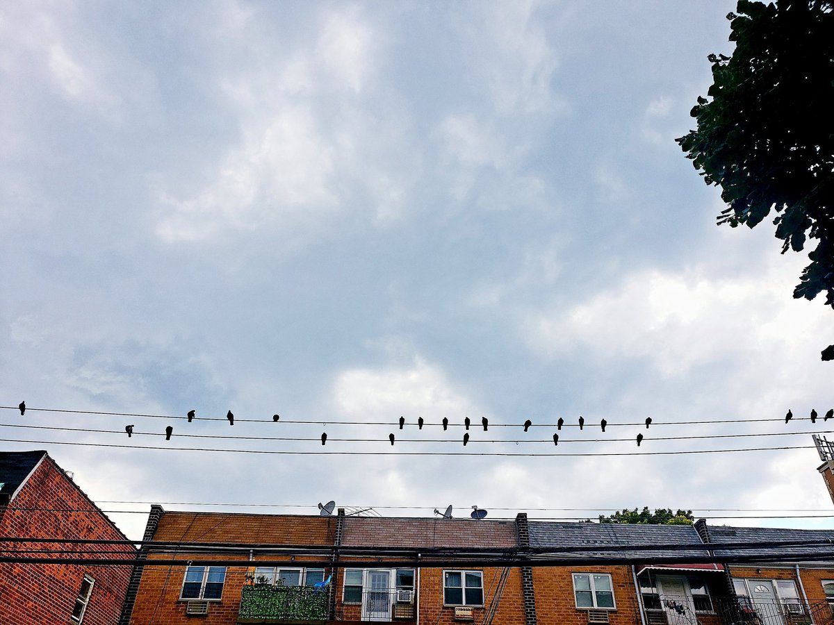 4YourEyes2Eat's tweet photo. Bird Music
------------------------------------------
FOR YOUR EYES TO EAT 

For more click the link in our bio or visit: https://t.co/32ewqxXcWR 

#Zine #Photography #NY1Pic #NYC https://t.co/7nE1cnJlu5