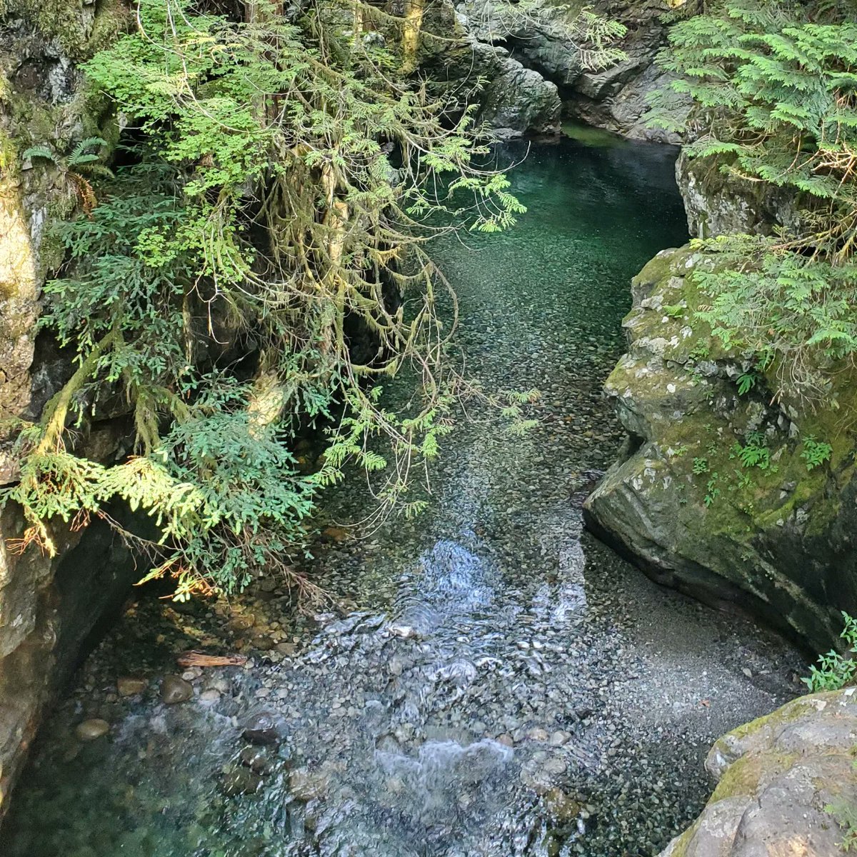 lscorpio99's tweet photo. Also nailed a 14k trail run today. 

#lynnvalley #lynnvalleycanyon #lynncreek #runlikeachamp https://t.co/fmoyK67KGC