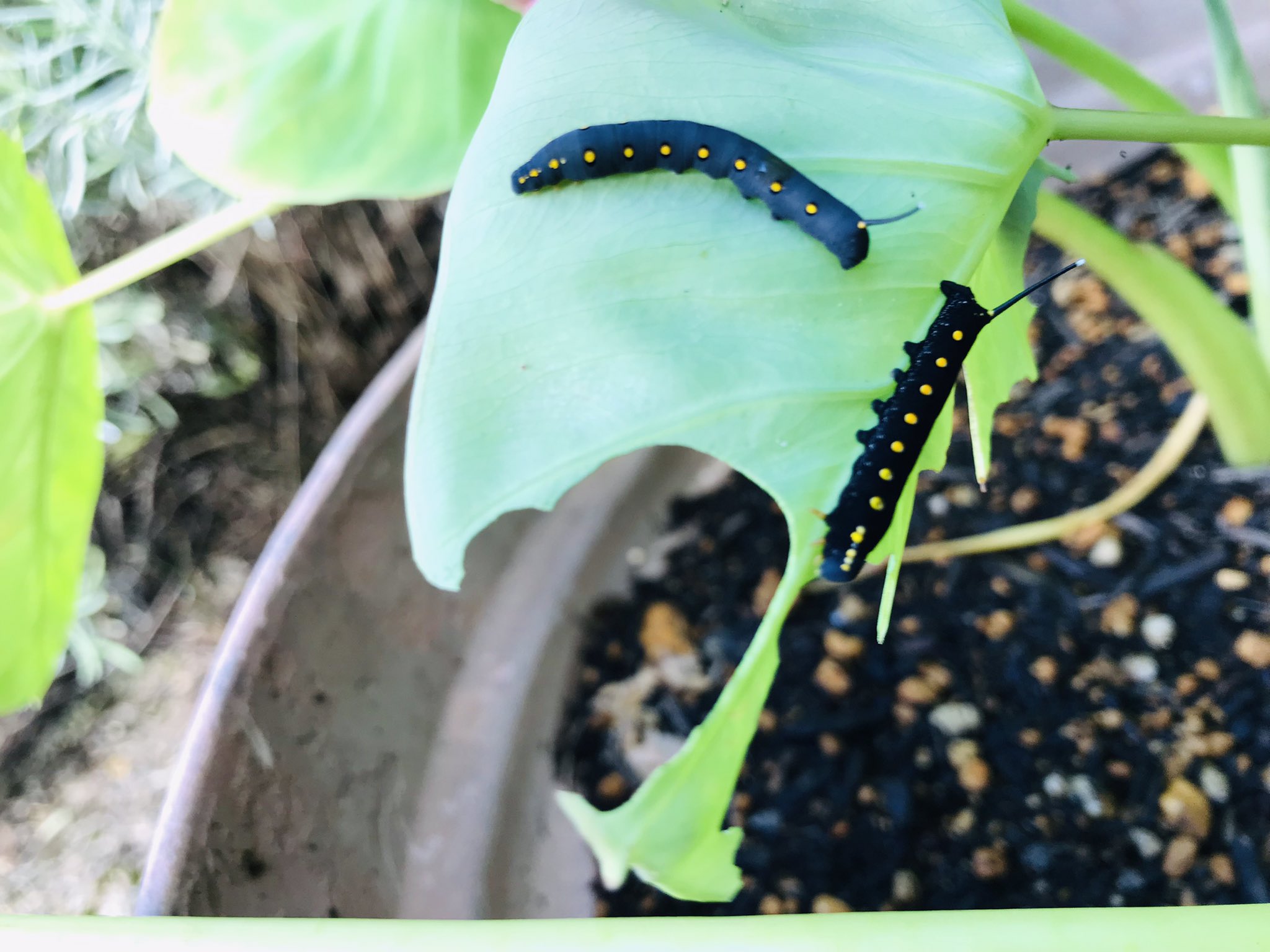 Neconecoうーろん Neconec Twitter