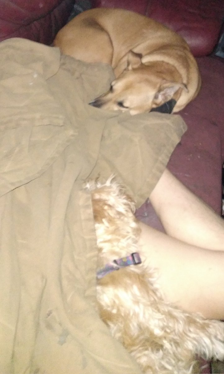 NEWTSWAG71's tweet photo. My baby girls are in their sleepin spots on me sweet dreams https://t.co/Su0j1RRFgQ
