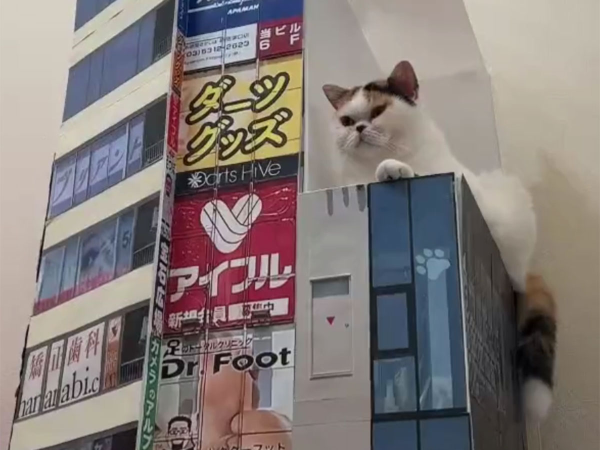 grapejapan's tweet image. Owner adorably recreates Shinjuku’s famous 3-D giant cat at home with their own kitty

grapee.jp/en/208273

#3DCat #cat #Shinjuku #billboard #DIY