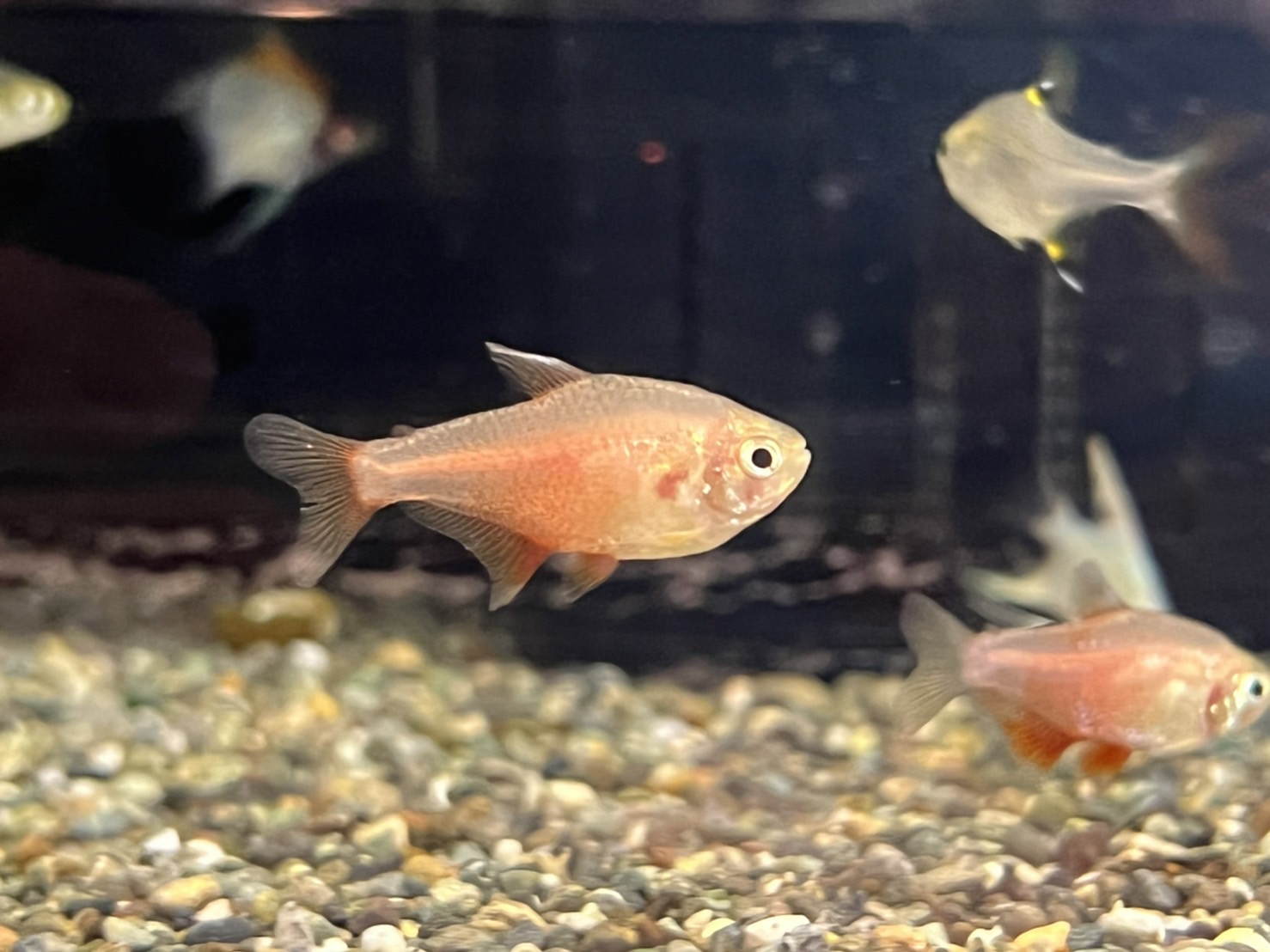 沖縄水族館 牧志本店 Okisuimakishi Twitter
