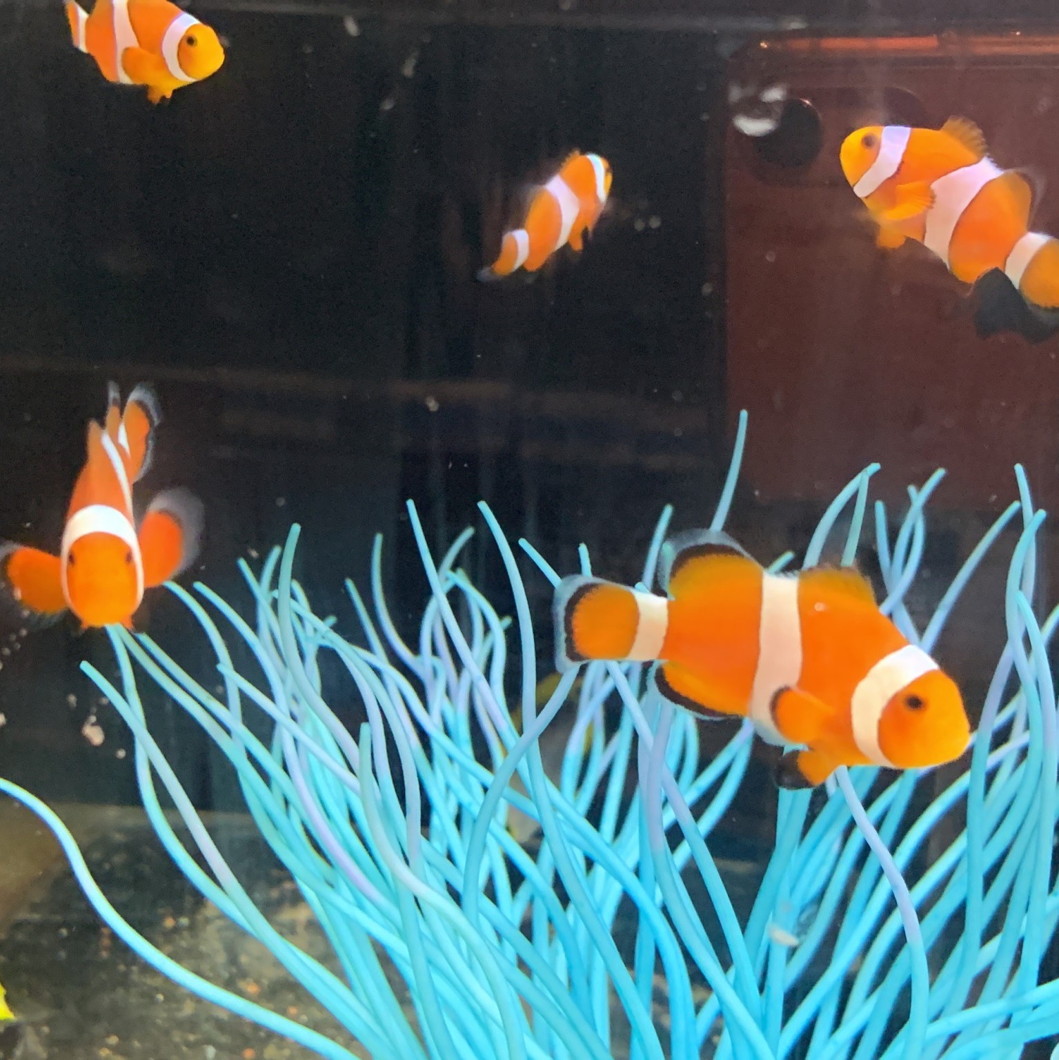 沖縄水族館 牧志本店 Okisuimakishi Twitter
