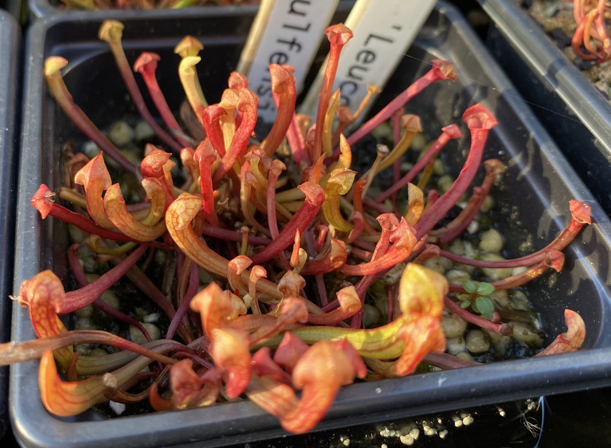 Sarracenia seedlings.
Sarracenia Leucophylla x Flava Gulfensis <a href="/WWickedPlants/">Wacks Wicked Plants</a>
