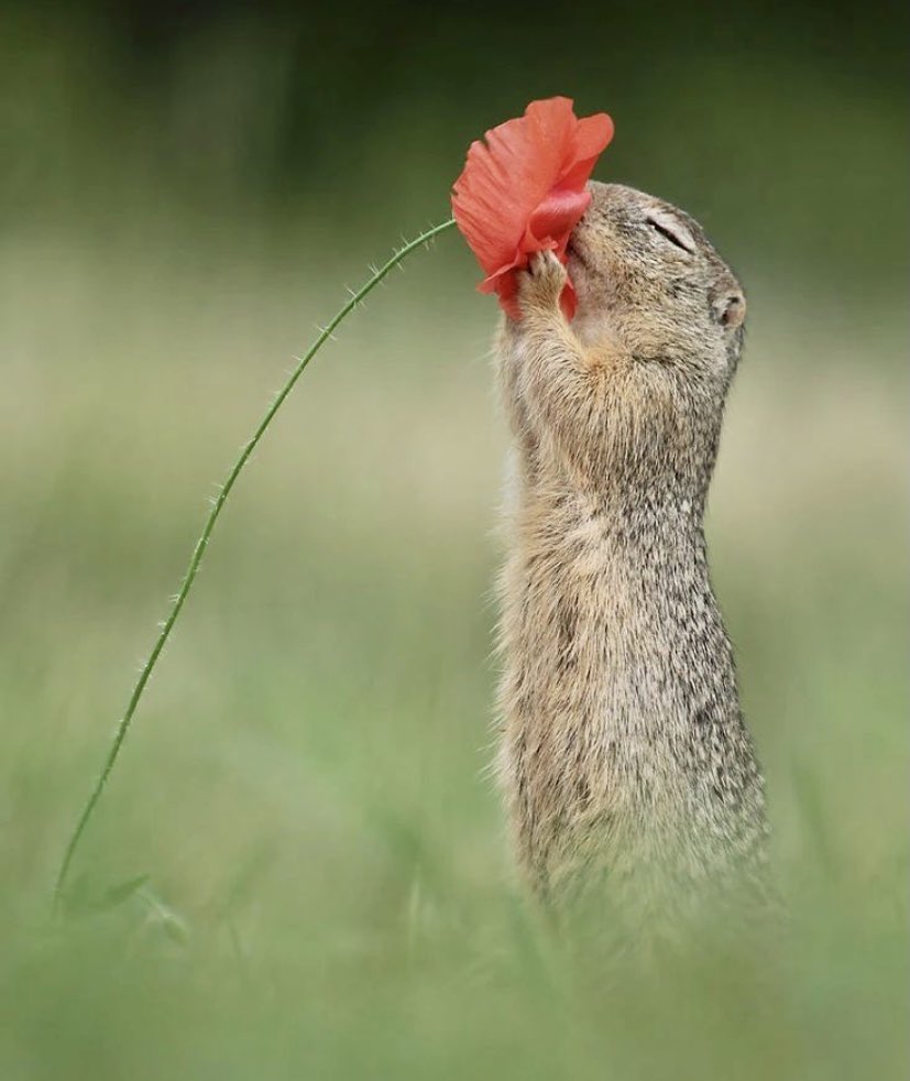 There is tense relation between a squirrel and flowers 🤔