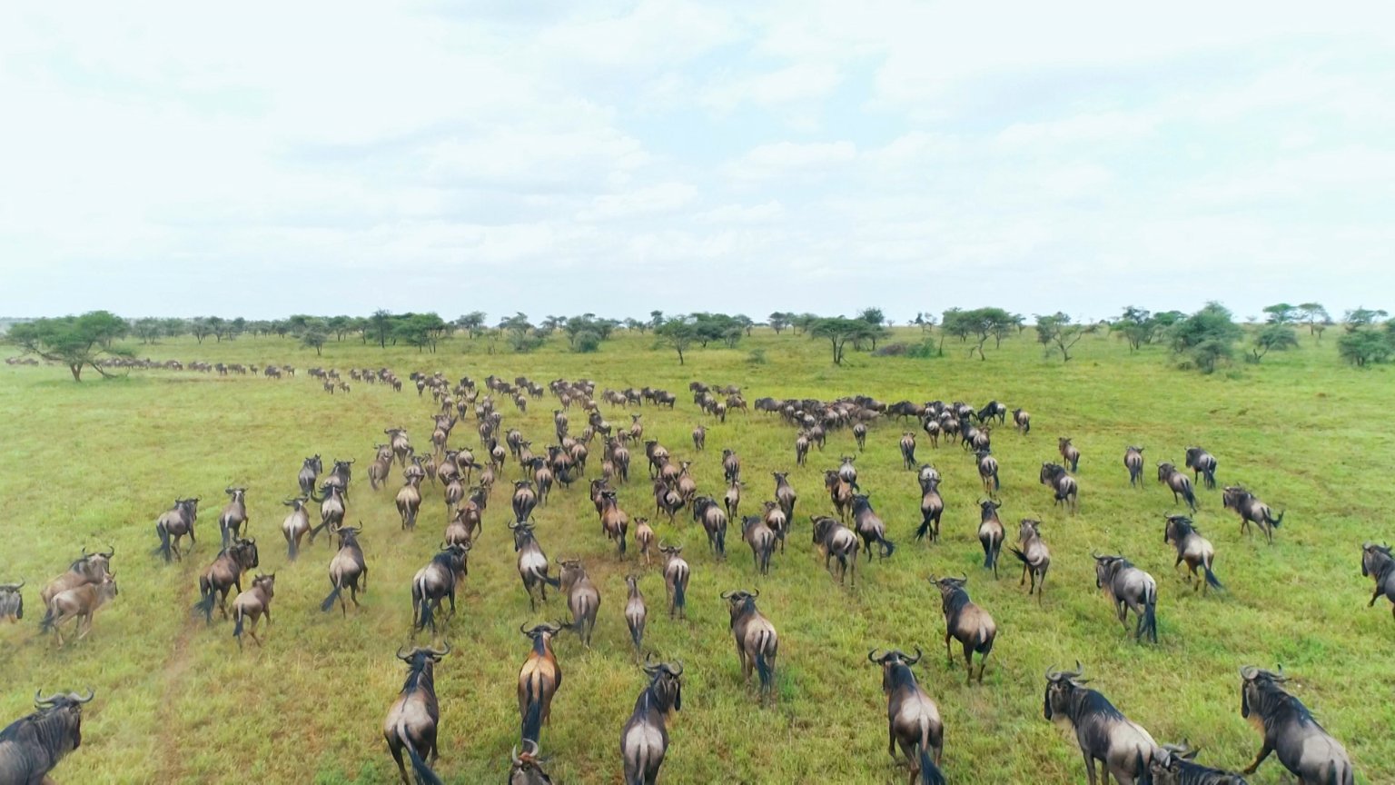 キヤノンマーケティングジャパン 野生動物の楽園 タンザニアのセレンゲティ国立公園は 広大なサバンナの土地の自然保護を目的として設立されました 多種多様な動植物が生息し 食物連鎖の輪を形づくっているサバンナの様子をキヤノンのカメラが捉え キヤノンマーケティングジャパン 野生動物の楽園 タンザニアのセレンゲティ国立公園は 広大なサバンナの土地の自然保護を目的として設立されました 多種多様な動植物が生息し 食物連鎖の輪を形づくっているサバンナの様子をキヤノンのカメラが捉え