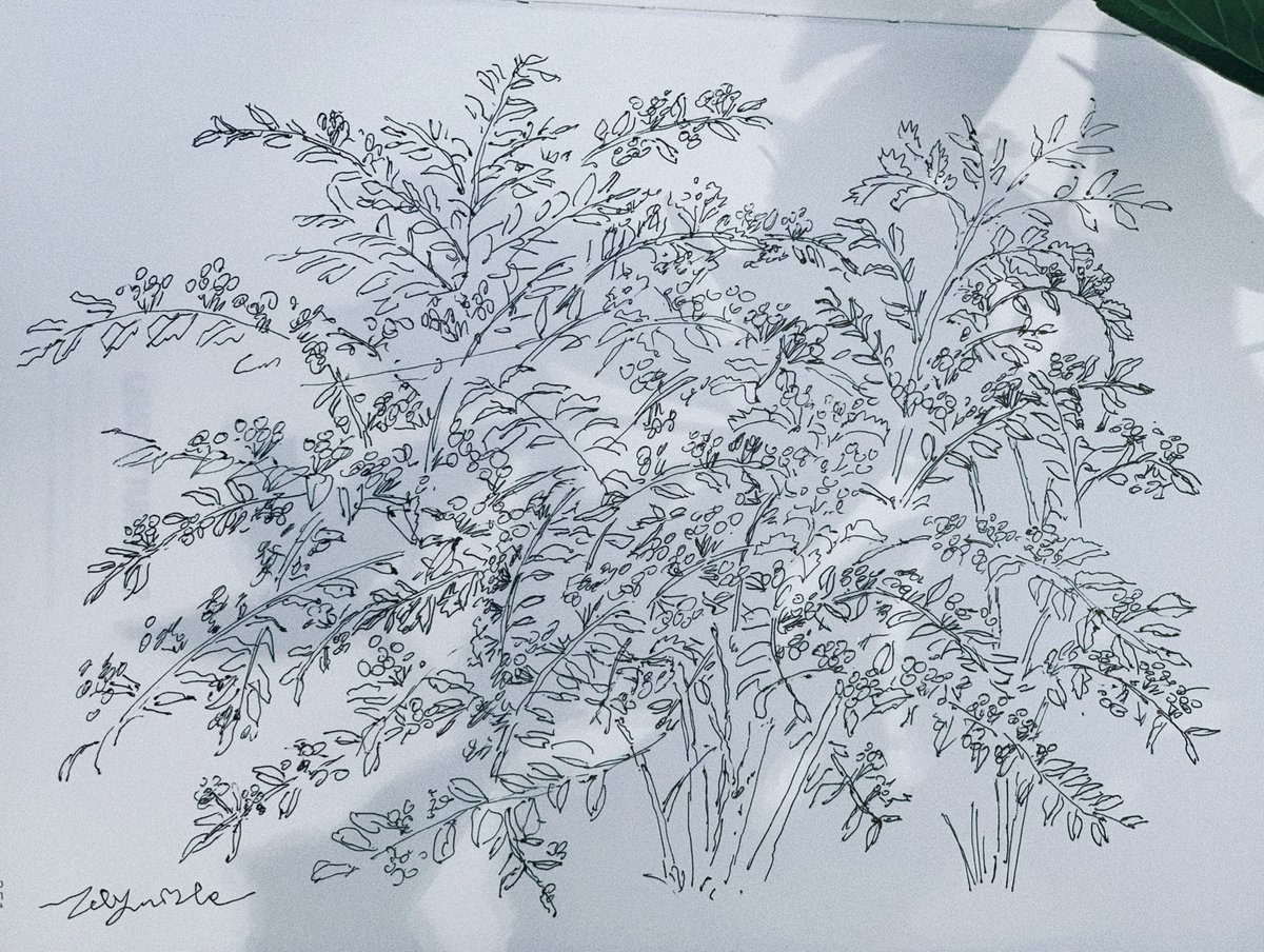 selynndraws's tweet photo. 작살나무 Beautyberry https://t.co/veGG3reb7D